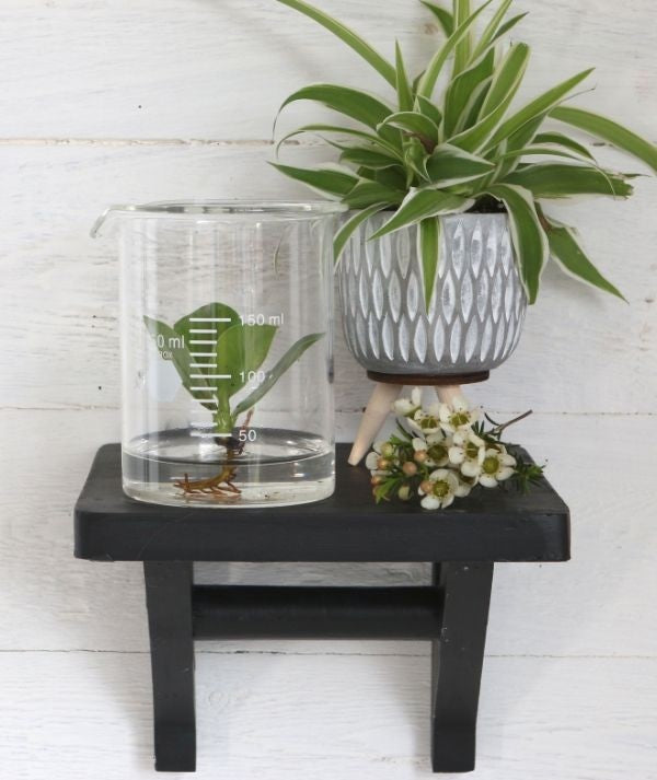 Labor-Glaszylinder 9x11cm (1 Stück) [IFS-29255]