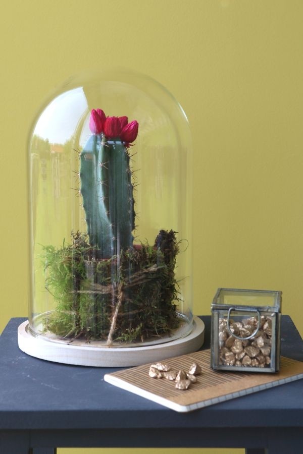 Glaskuppel mit Holzsockel 17x25cm (1 Stück) [IFS-29425]