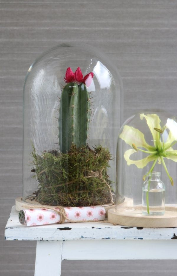 Glaskuppel mit Holzsockel 17x25cm (1 Stück) [IFS-29425]