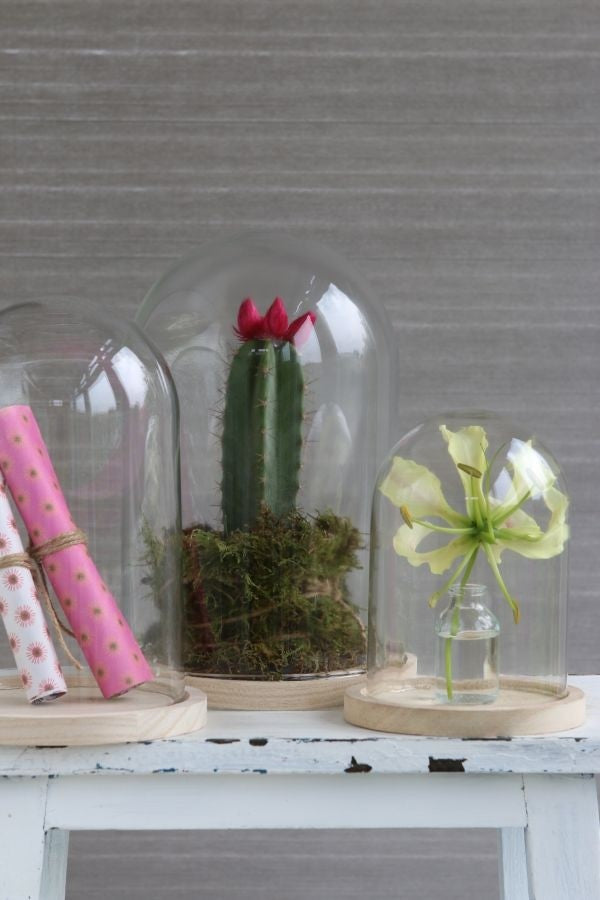 Glaskuppel mit Holzsockel 14x21cm (1 Stück) [IFS-29424]