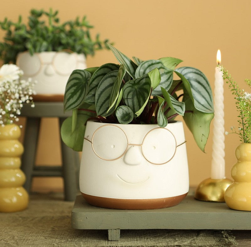 Topf mit Brille Gold Ø16 h: 11,5 cm (3 Stück) [IFS-33099]