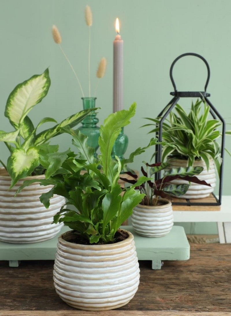 Topf Rise Creme Ø6,5 x h: 8 cm (12 Stück) [IFS-33962]