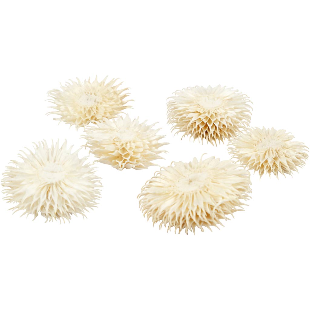 Getrocknete Blütenköpfe, D 3-5 cm, 6 Stk/ 1 Pck [HOB-50204]
