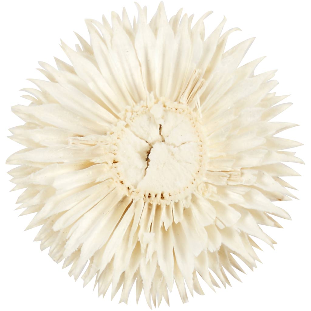 Getrocknete Blütenköpfe, D 3-5 cm, 6 Stk/ 1 Pck [HOB-50204]