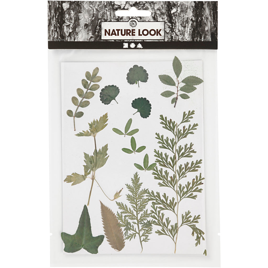 Gepresste Blüten und Blätter, Grün, 1Pck/ 1 Pck [HOB-504476]