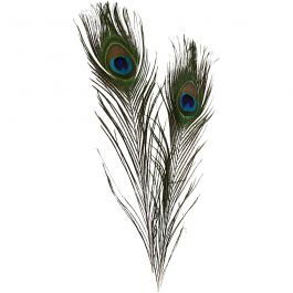 Pfauenfedern, L 25-30 cm, 10 Stk/ 1 Pck [HOB-51810]