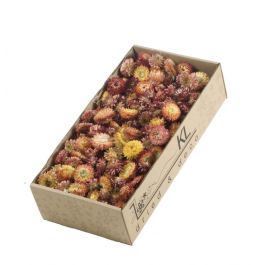 Trockenblumen Helichrysum Koppen 100gr Natürliches Lachs (1 Schachteln) [RU-00231.000.5]