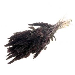 Amaranthus Dunkelbraun (1 Bündel) [RU-15991120]